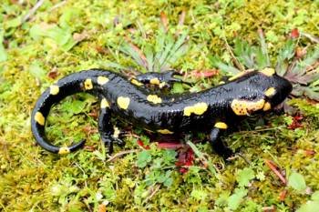 Una de las salamandras del parque nacional.