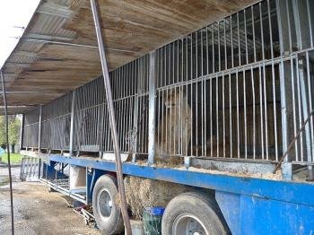 Los leones de un circo, encerrados en un camión aparcado en la explanada de Samil. 