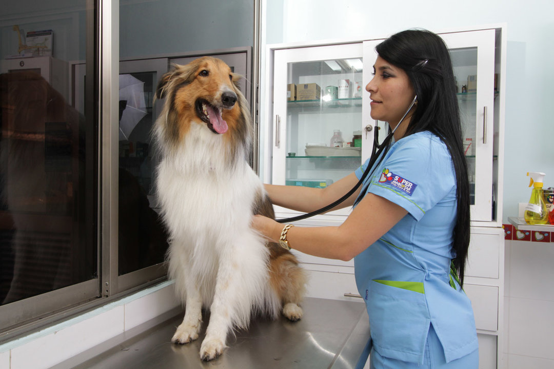 Una veterinaria atiende a un perro durante una revisión en una clínica.