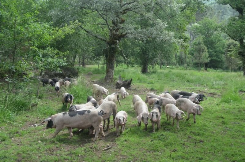 Madres y crías de 'porcos celtas' de Petán pastan en libertad en 90 hectáreas de carballeiras.