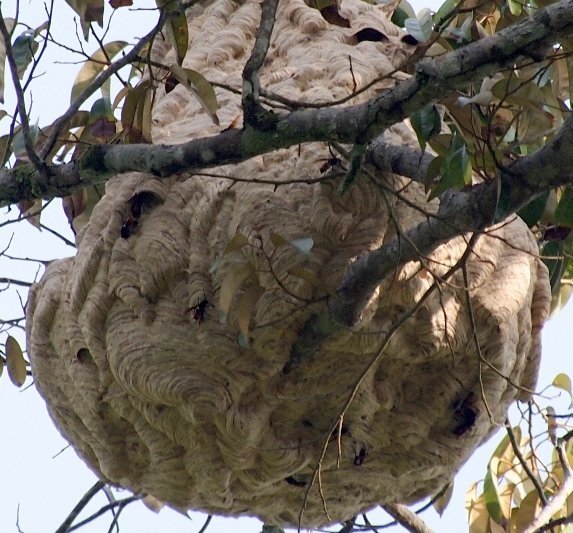 Un nido de avispas en una imagen de archivo.