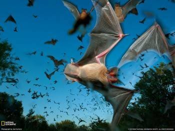 Los murciélagos de aspecto feo y envueltos en multitud de supersticiones