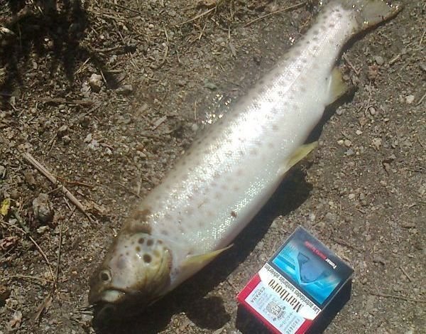 Uno de los peces muertos recogidos ayer en el Louro.