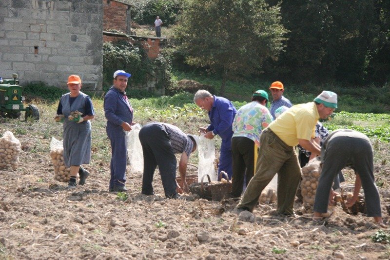 Agricultores de A Limia, durante la recolección de la patata.