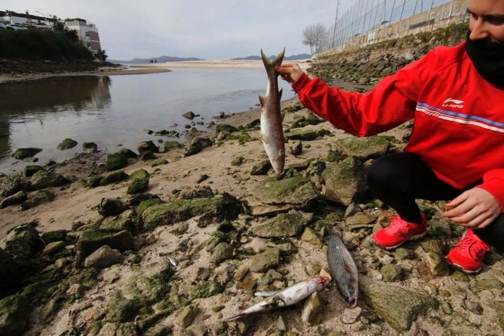 En marzo de este año , uno de los cientos de peces muertos en la desembocadura del Lagares.