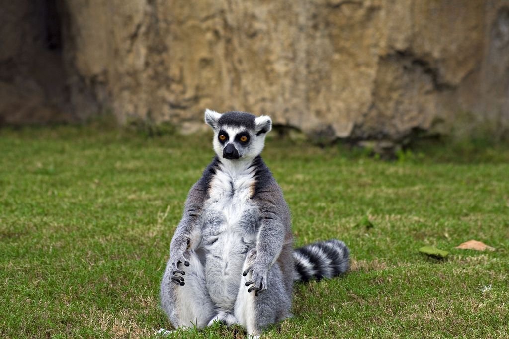 Uno de los lemures anillados que llegará desde el parque de Valencia al zoo de Vigo.