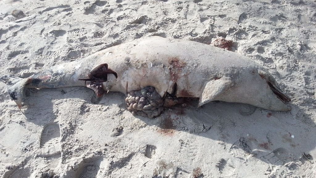 Aparece en Toralla un delfín muerto con graves lesiones