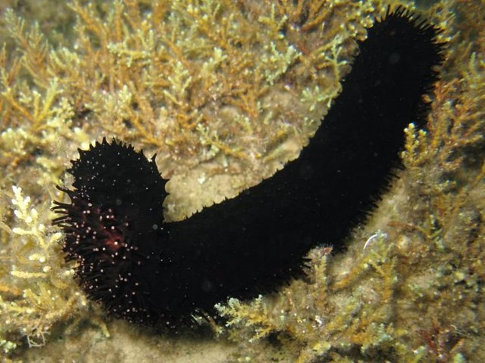 Ejemplar de la 'holothuria forskali', conocida también como carallo de mar. 
