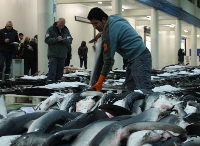 Carga  y subasta de tiburones en la lonja de altura del Berbés, donde el pasado año se movieron 3.300 toneladas.