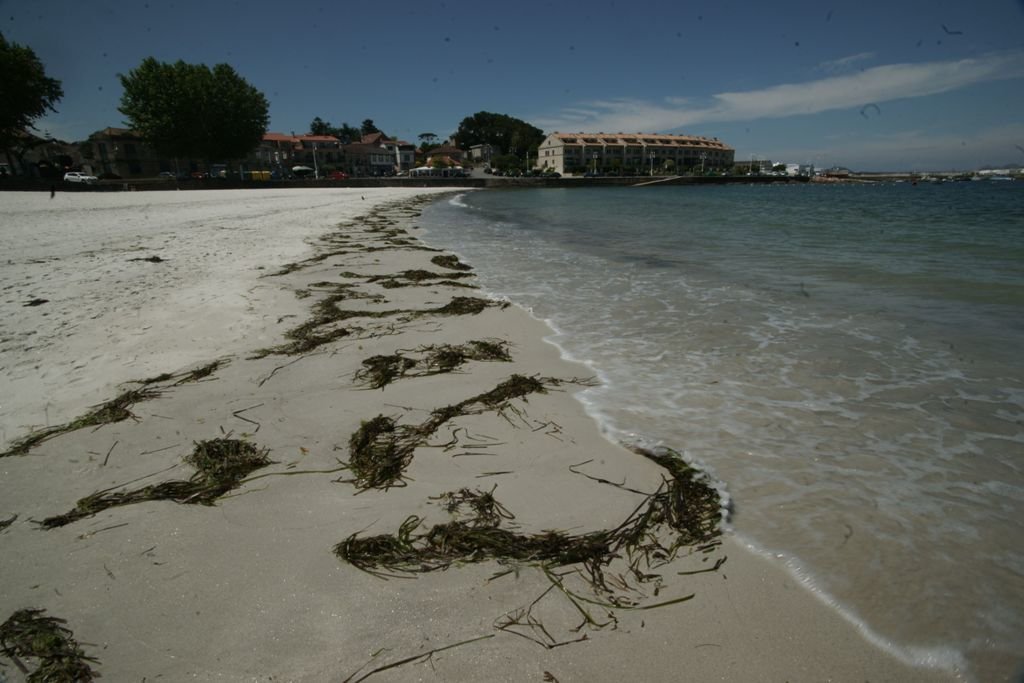 Algas en la playa de Canido.