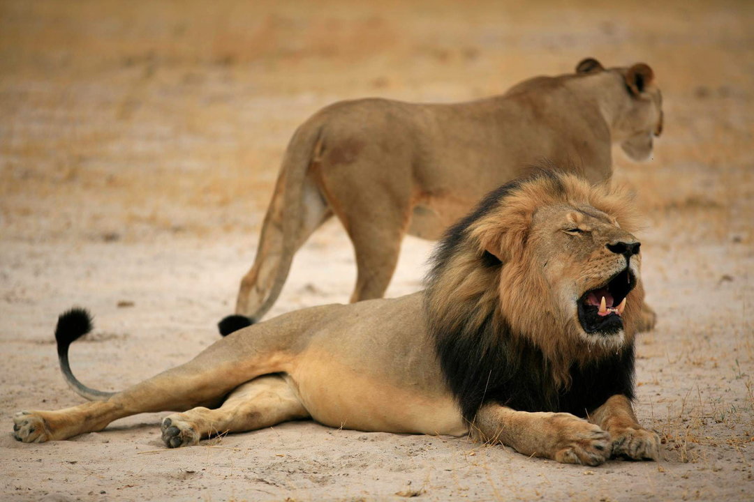 Imagen del león Cecil, al que dio muerte un dentista norteamericano.