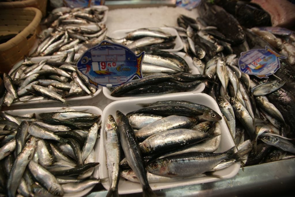 La sardina escasea en aguas ibéricas y los científicos aconsejan reducir las capturas porque los niveles de biomasa están muy bajos.