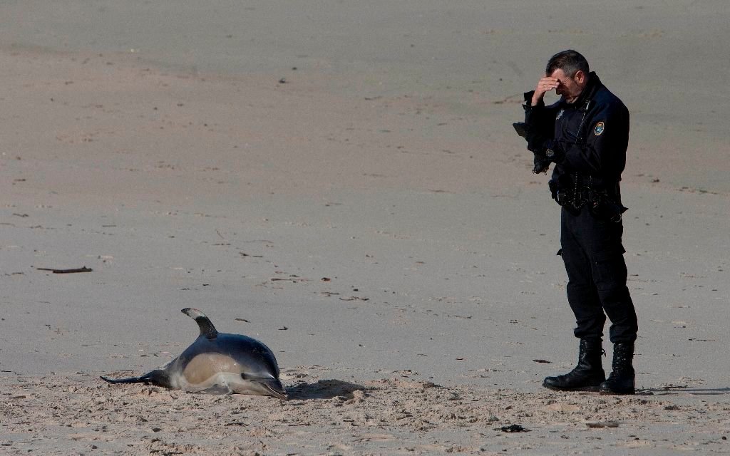 Aparece un delfín muerto en la playa de las Barcas