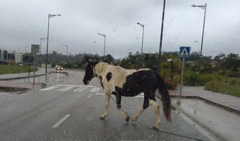 Un caballo cruza la calzada sin previo aviso provocando un frenazo del conductor.