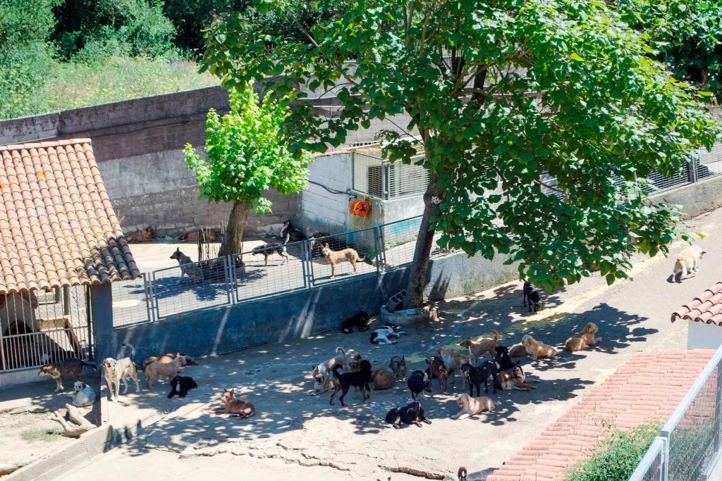 La población canina, a la sombra, en las instalaciones de la Asociación Protectora de Vigo, en A Madroa.