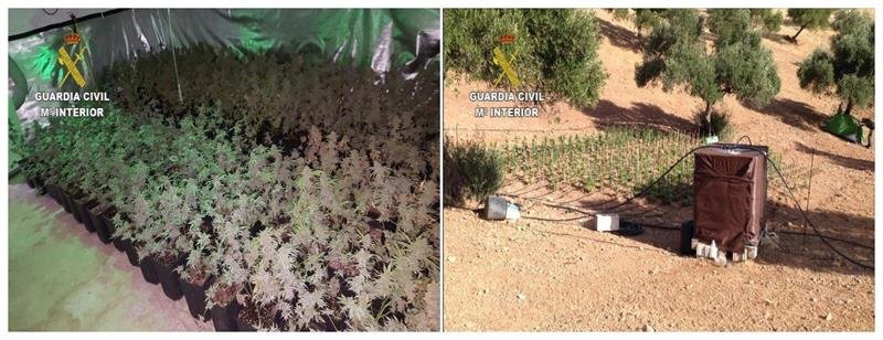 Fotografías facilitadas por la Guardia Civil que ha detenido a 22 personas acusadas de cultivar marihuana