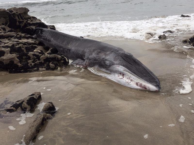 Muere una ballena de aleta en la costa lusa de Viana do Castelo