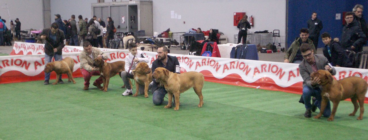 En las pruebas participan perros procedentes de diferentes países que compiten por alguno de los premios.