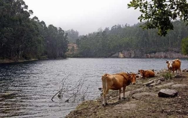 Una de las razones del rechazo podría ser la presencia del ganado junto a la presa de Baíña.
