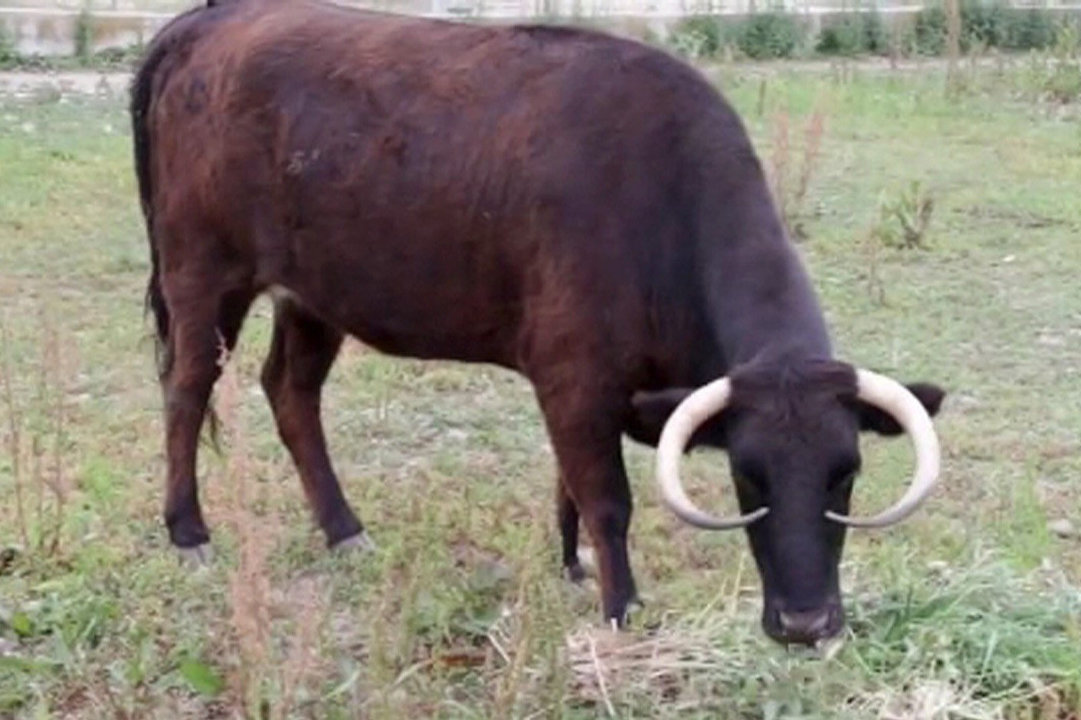Margarita, la vaca mansa nacida en una granja de toros de lidia.