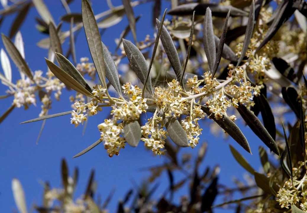 El polen del olivo es de los que genera mayor número de alergias.