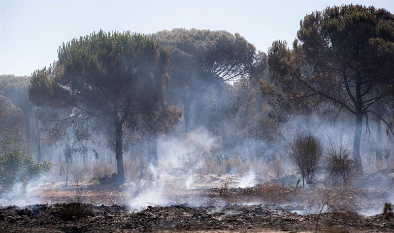 Un pinar con rescoldos todavía humeantes en el espacio protegido de Doñana
