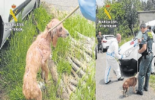 En Soutomaior fue detenido un hombre por maltratar a 15 perros que fueron rescatados