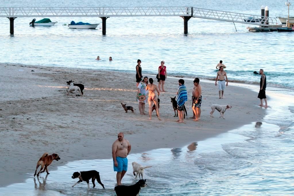 La experiencia de playa para perros en Toralla, hace unos años.