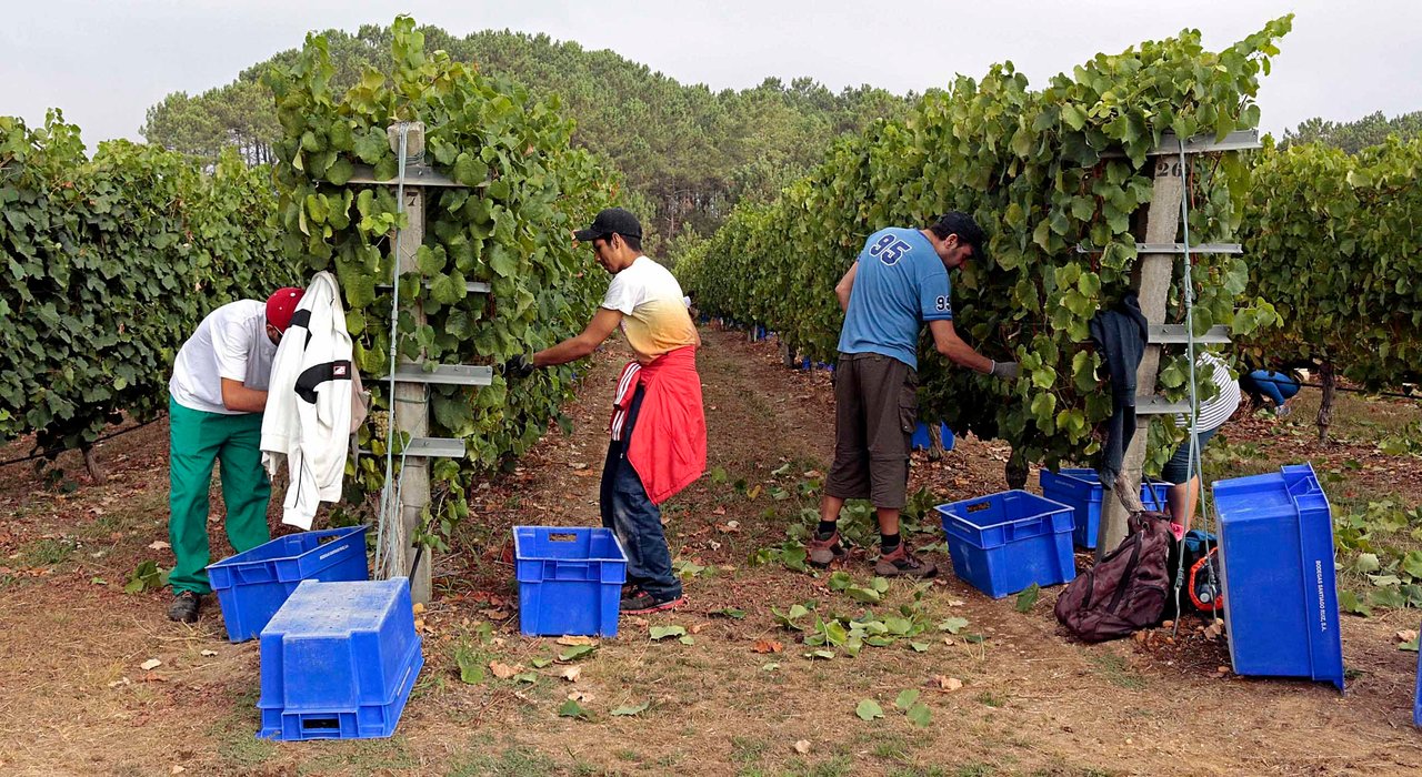 La cosecha de la uva será este año más abundante y de mayor calidad, tras certificar los servicios técnicos de Rías Baixas que las temperaturas fueron mejores.