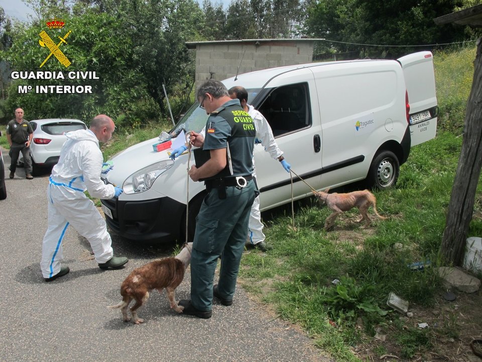 La Guardia Civil rescató a varios perros maltratados y enfermos en Soutomaior.