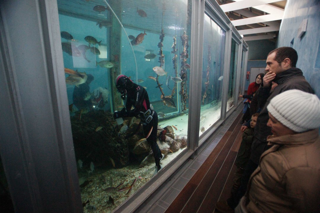 El Museo do Mar muestra cómo alimentan a los peces del acuario