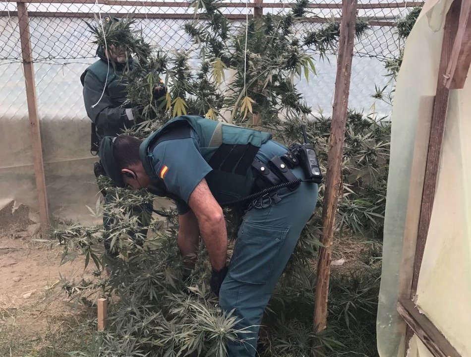 Plantación de marihuana en Ponteareas