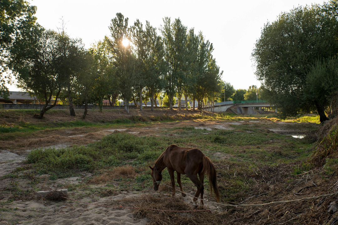 Un caballo pasta en el cauce seco del río Limia, a su paso por Xinzo, el pasado 31 de agosto.