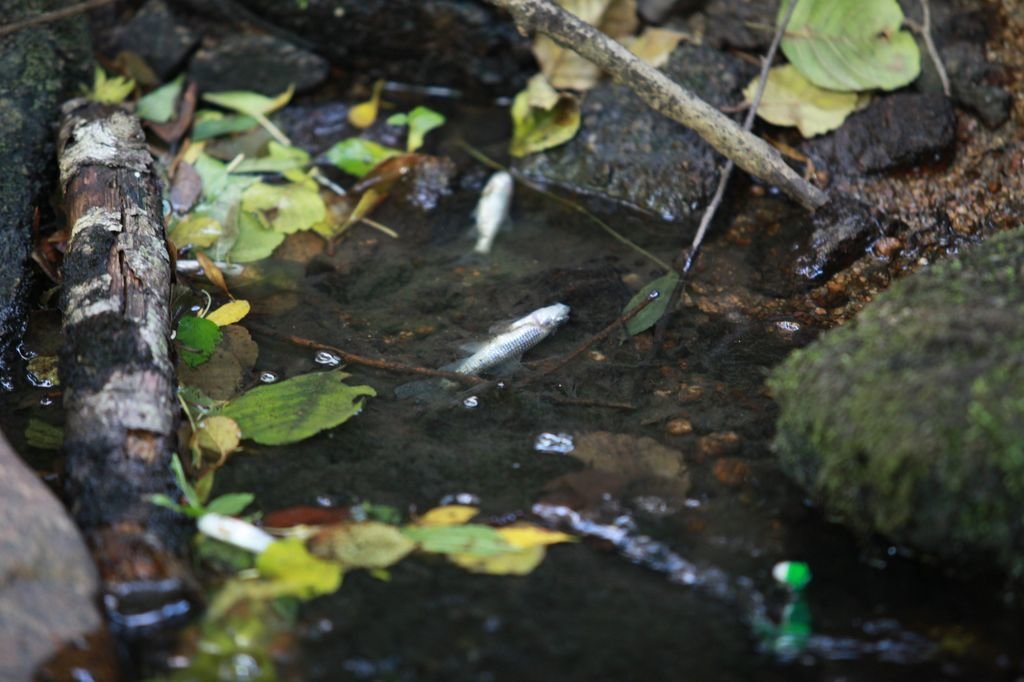 Imagen de peces muertos por la contaminación del agua en el río Barbaña a su paso por Ourense.