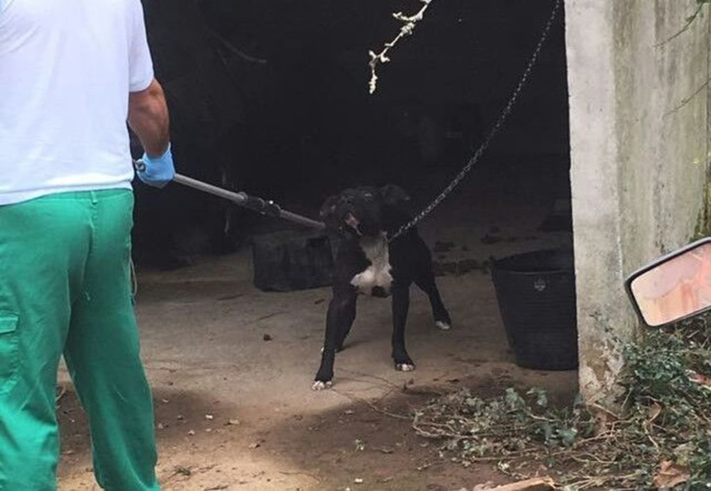 El American pitbull terrier que atacó a María, en el momento de ser conducido al furgón del CAAN.