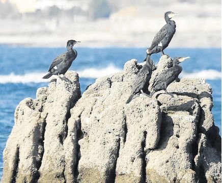 Cuatro cormoranes ayer en una roca de las playas de Alcabre