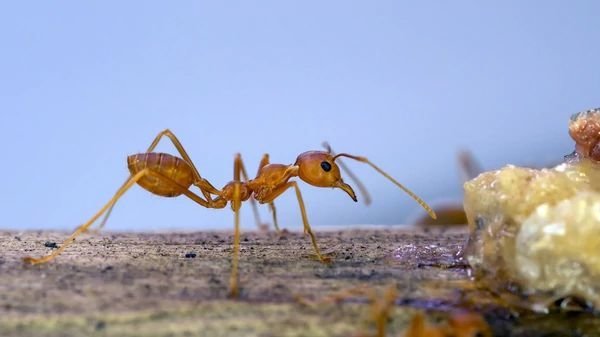 La hormiga ladrona posee un potente antibiótico.