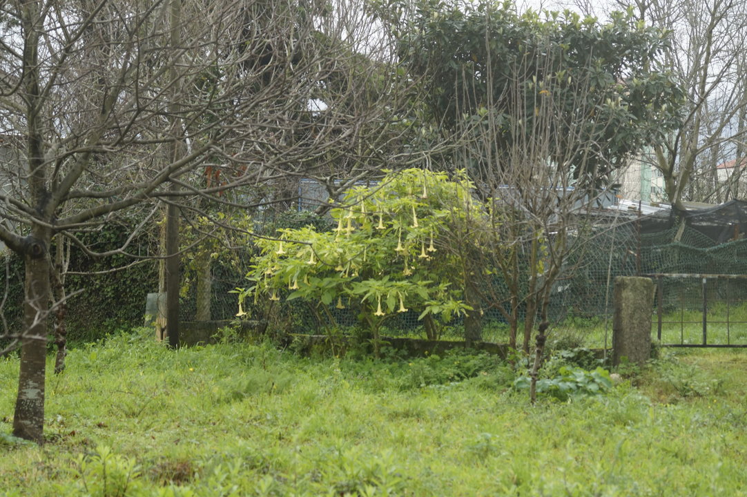 Uno de las muchas plantas de la especie de datura que se encuentran en la zona de Samil.
