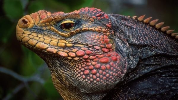 Una iguana de cabeza roja.