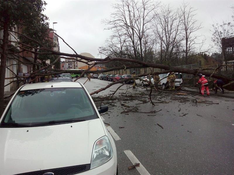 Cae un árbol sobre la calzada en la Avd. De Ramón Nieto y provoca daños en un coche estacionado