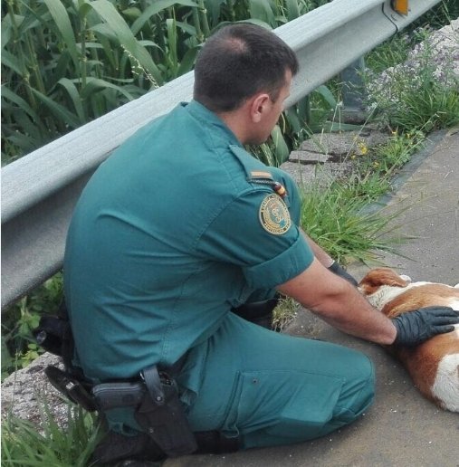 Un agente del Seprona auxiliando a un animal herido en la calzada.
