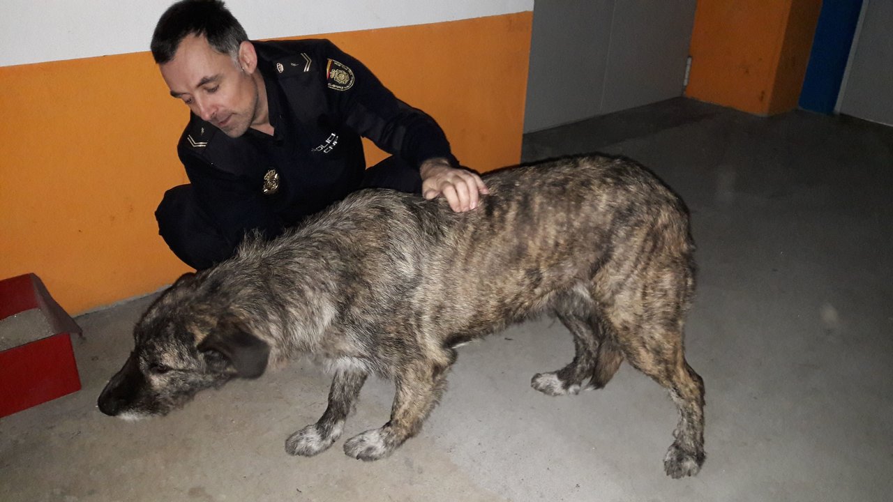 El animal fue recogido por una patrulla de la Policía Nacional.