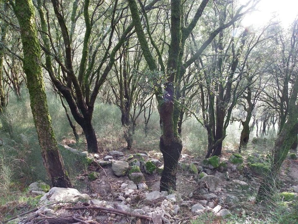 El bosque de Sobreiras do Faro es uno de los puntos que recorrerán la Ruta Máxica.