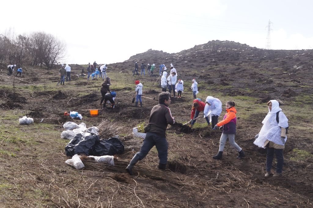 Cientos de voluntarios tomaron ayer los montes quemados de Chandebrito para plantar