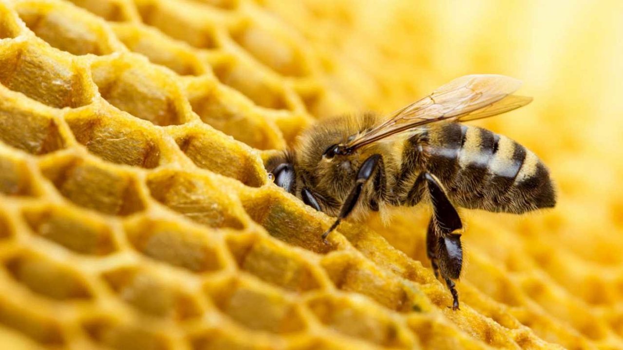 Una abeja trabajando en el interior de la colmena.