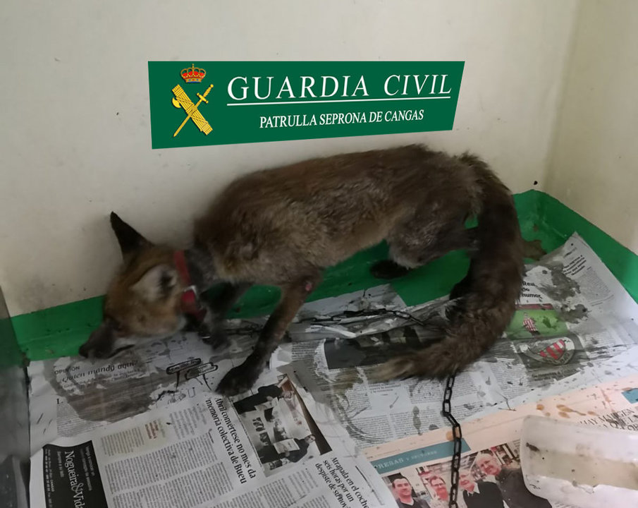 La Guardia Civil denuncia a un vecino de Cangas por la captura y tenencia ilegal de un zorro vivo en cautividad