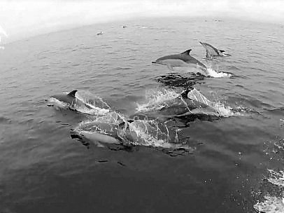 Algunos de los 3.000 delfines avistados cerca de las Cíes.