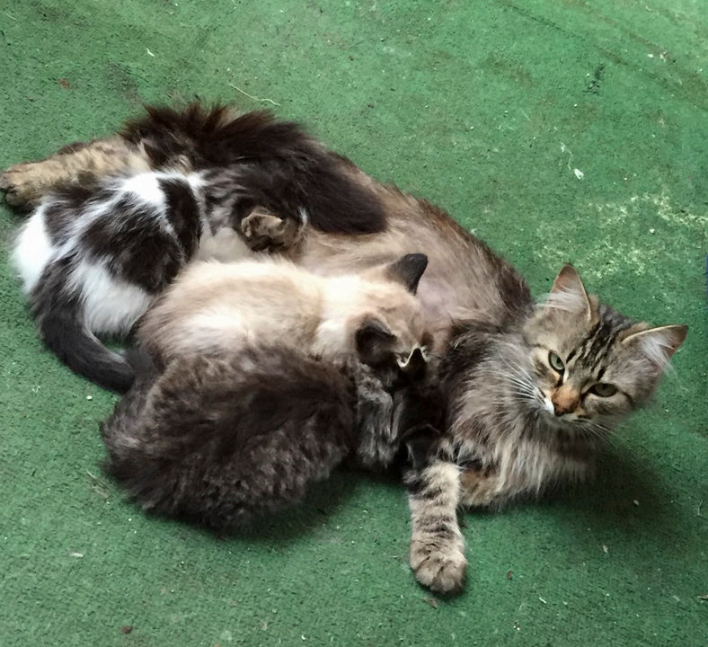 Una gata amamantando a sus crías, de los muchos que se encuentran abandonados.