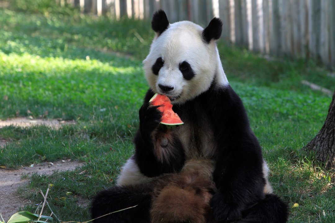Un oso panda gigante del Zoo de Madrid da buena cuenta de un trozo de sandía.
