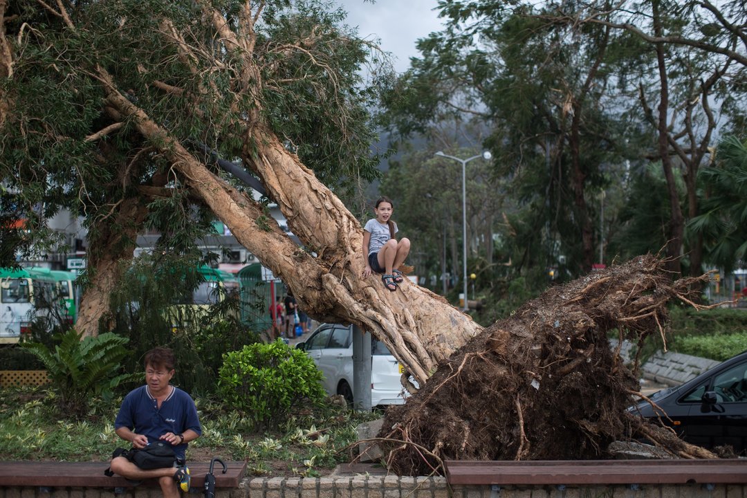 Un árbol, derribado por la fuerza del tifón Mangkhut ya en China, en Hong Kong.